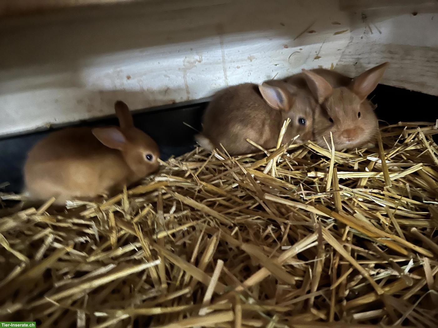 Bild 3: Junge Kaninchen zu verkaufen!