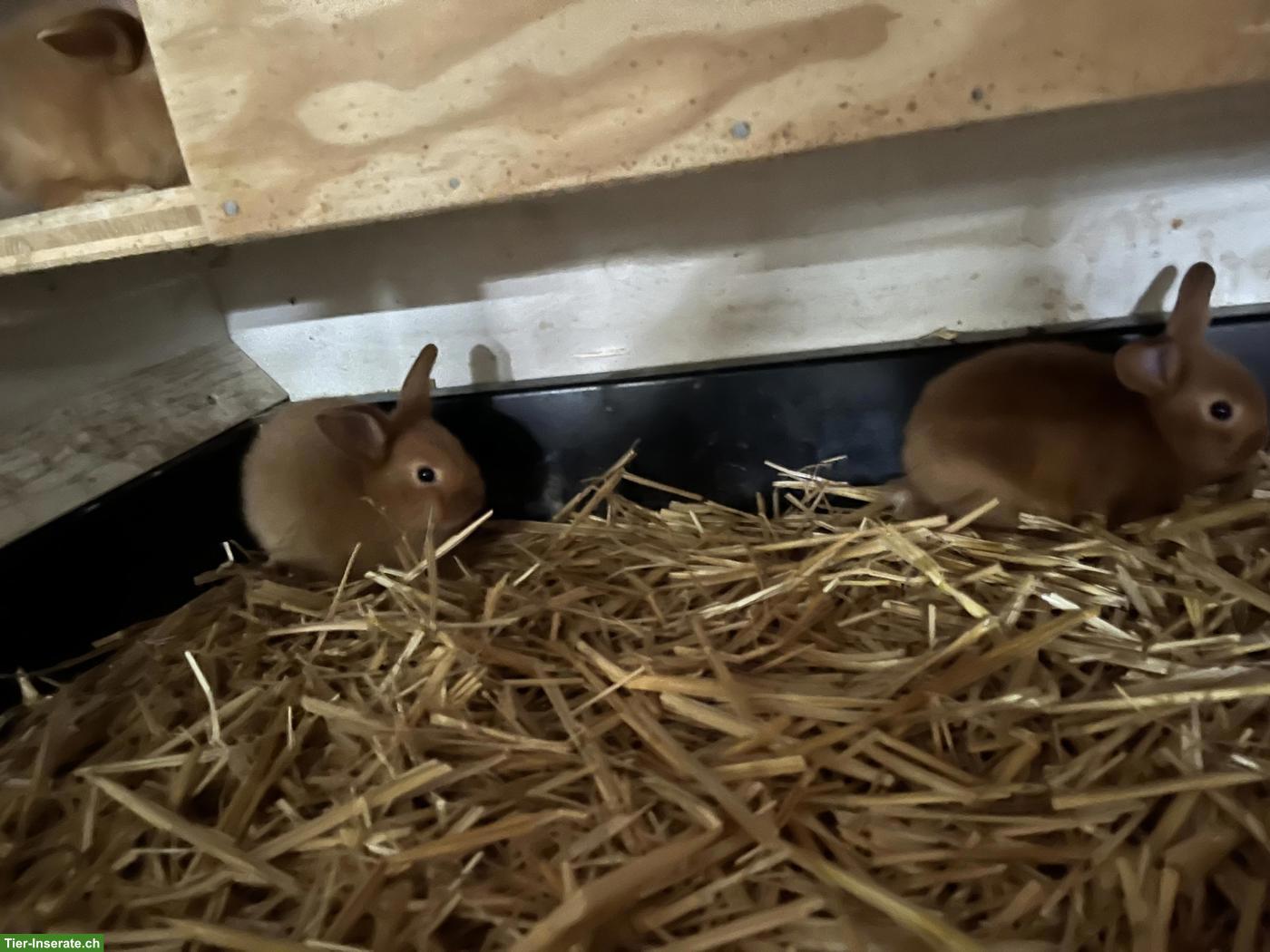 Bild 5: Junge Kaninchen zu verkaufen!