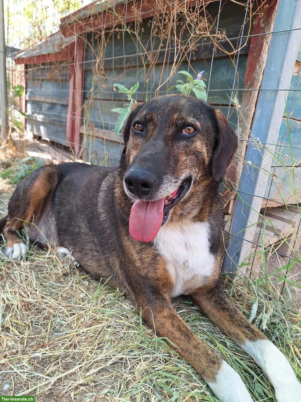 Bild 3: Freundlicher Familienhund Samu, männlich