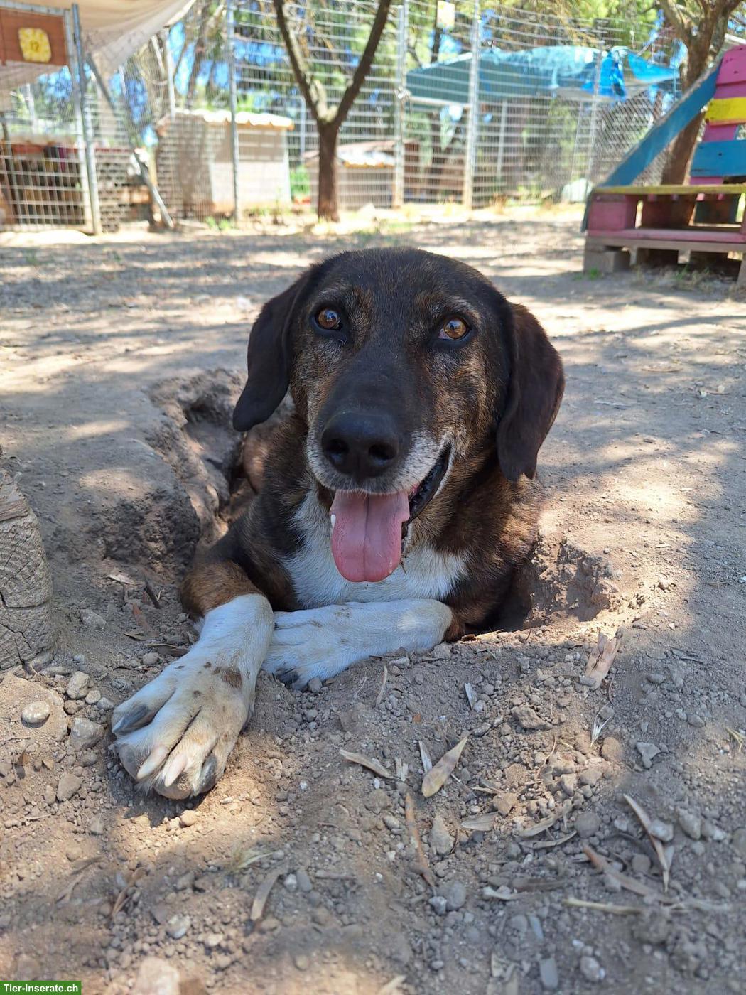 Bild 4: Freundlicher Familienhund Samu, männlich
