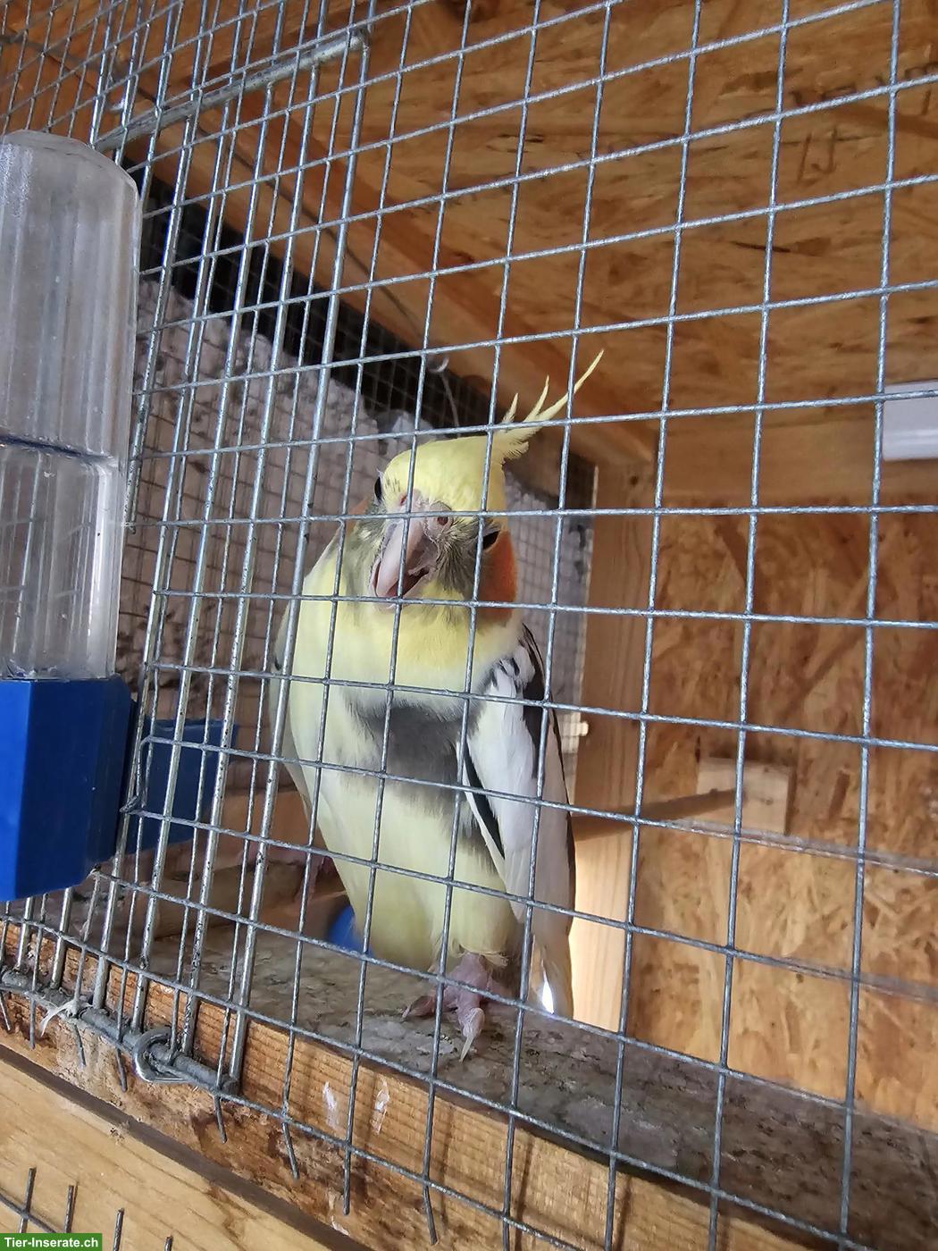 Gratis Vogelvoliere gesucht