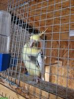 Gratis Vogelvoliere gesucht