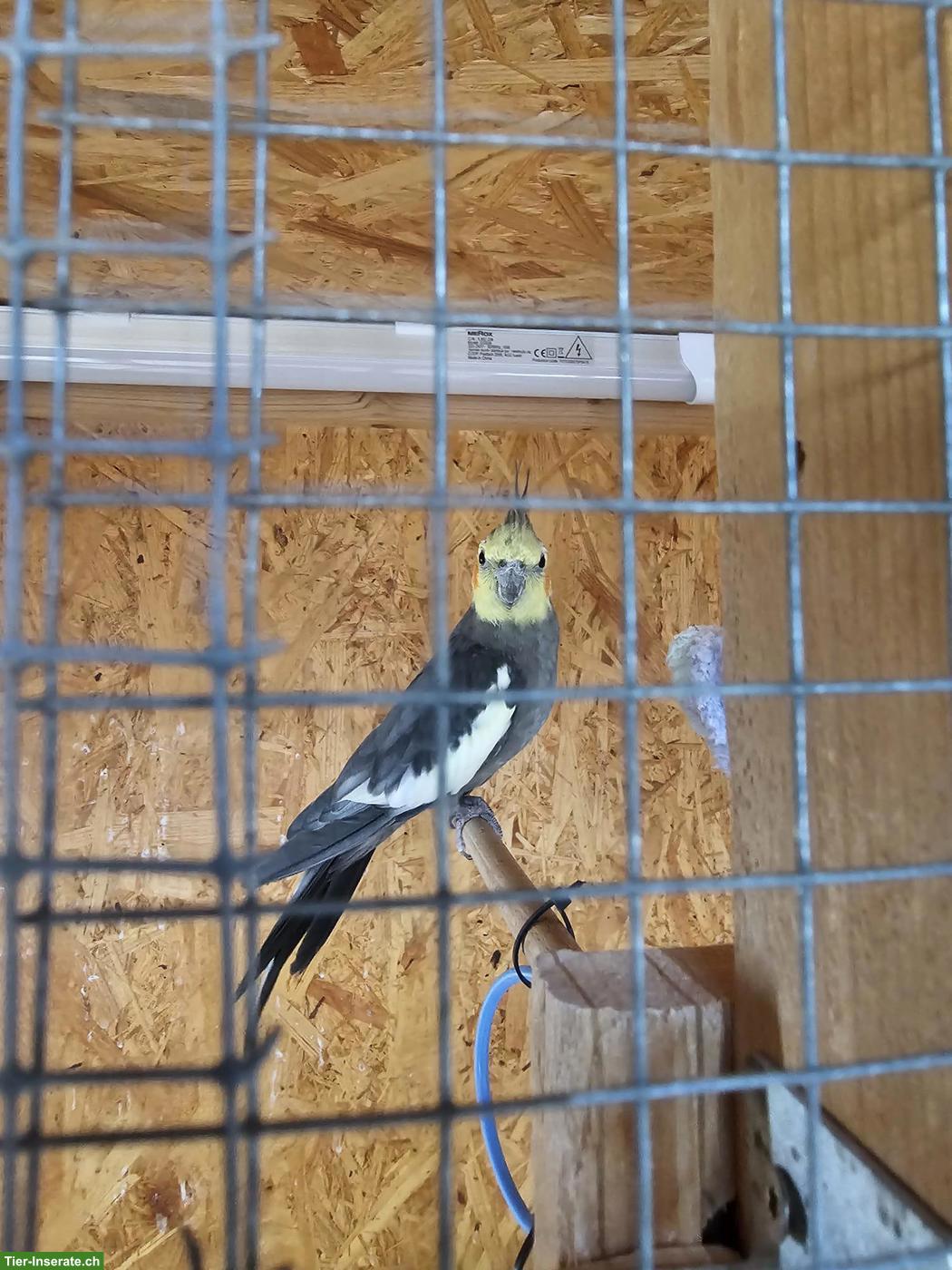 Bild 2: Gratis Vogelvoliere gesucht