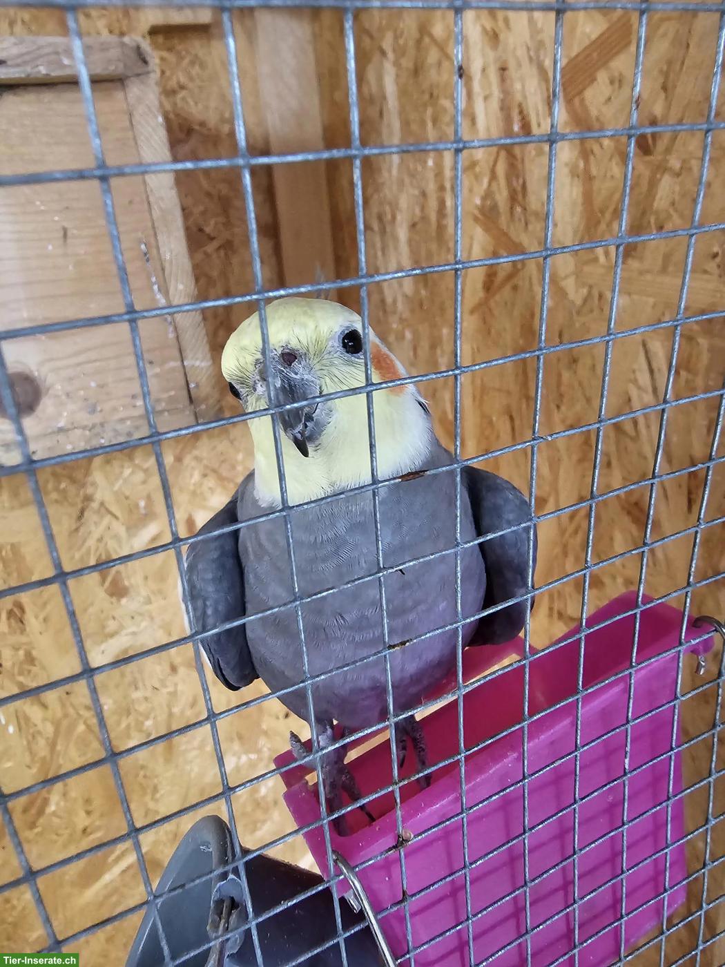 Bild 3: Gratis Vogelvoliere gesucht