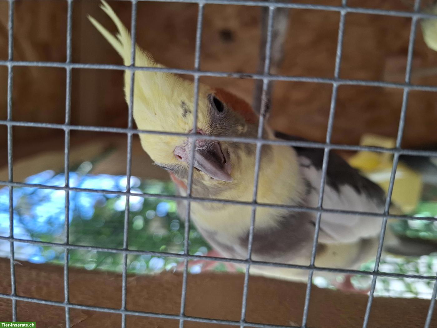 Bild 4: Gratis Vogelvoliere gesucht