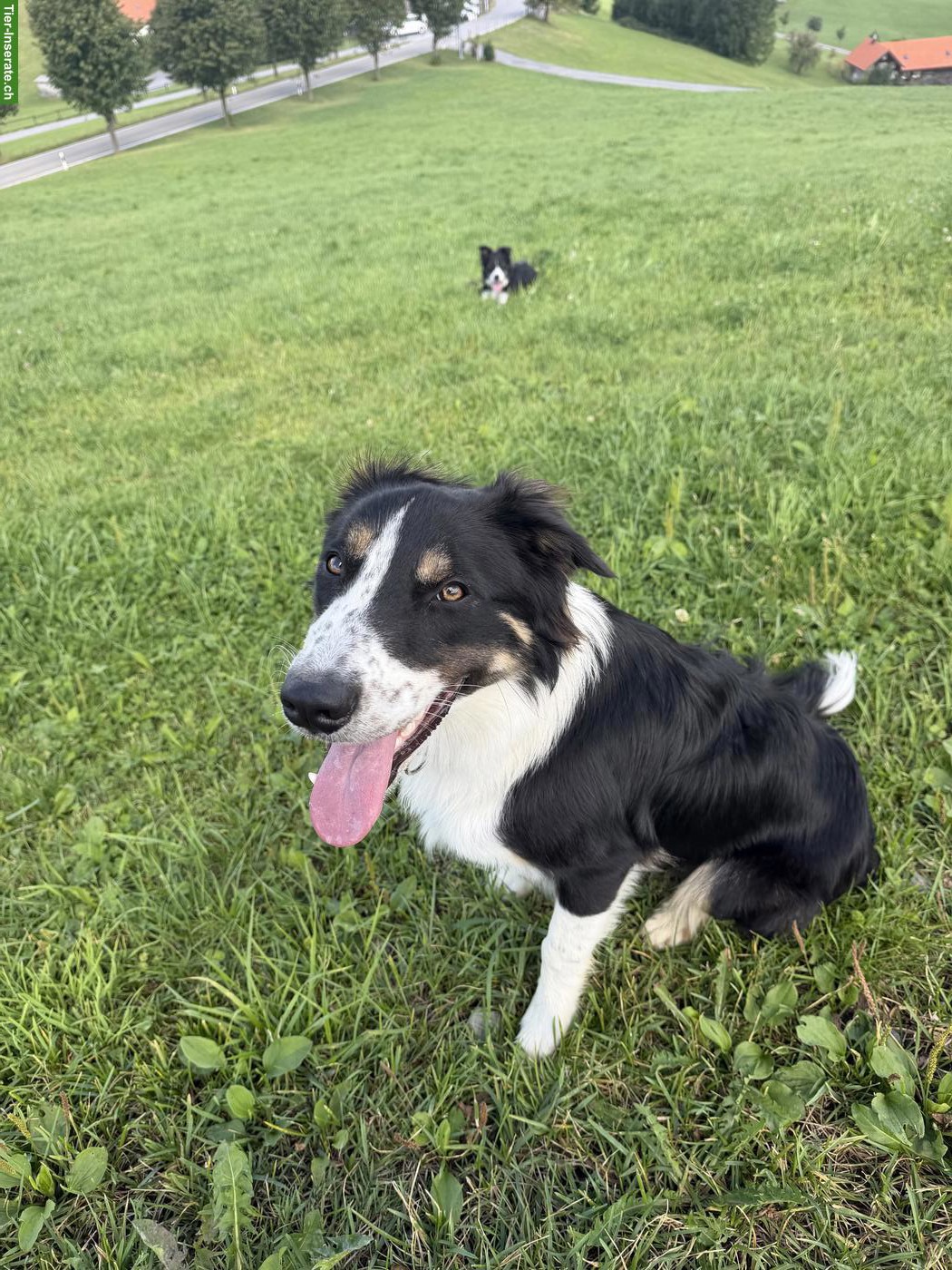 Edy, Border Collie Rüde, 9 Monate, sucht neues Zuhause