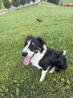 Edy, Border Collie Rüde, 9 Monate, sucht neues Zuhause