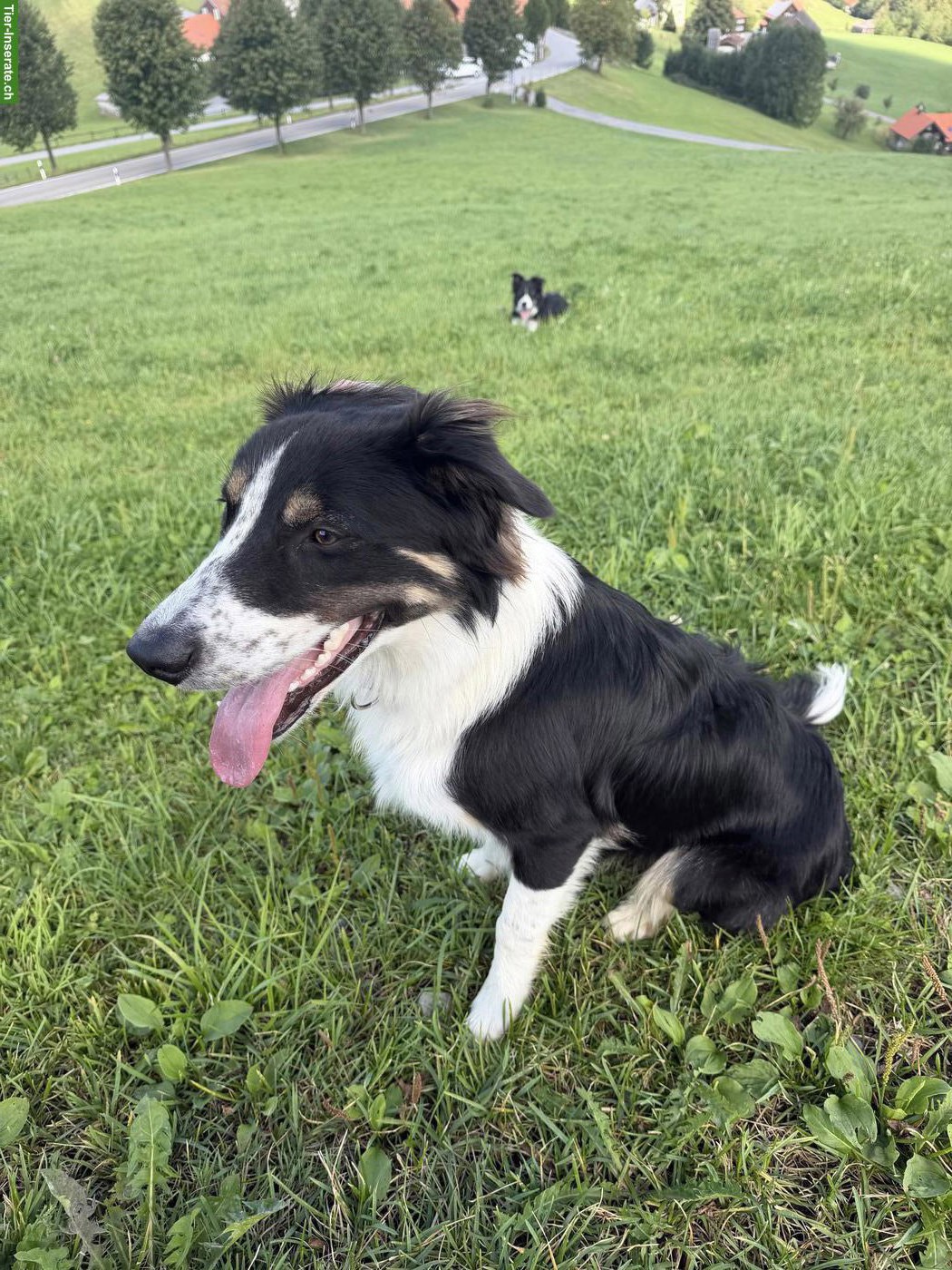Bild 2: Edy, Border Collie Rüde, 9 Monate, sucht neues Zuhause