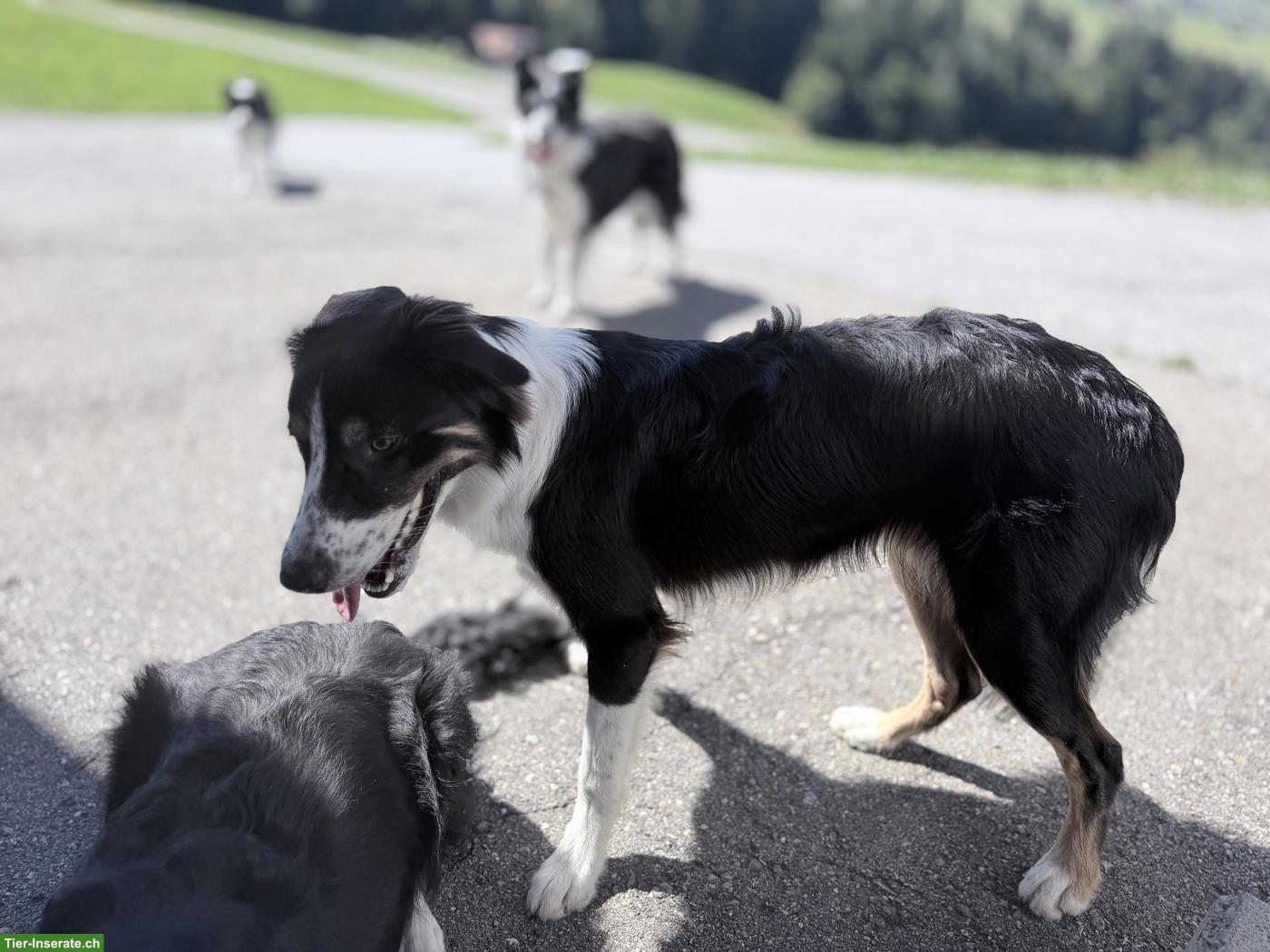 Bild 3: Edy, Border Collie Rüde, 9 Monate, sucht neues Zuhause