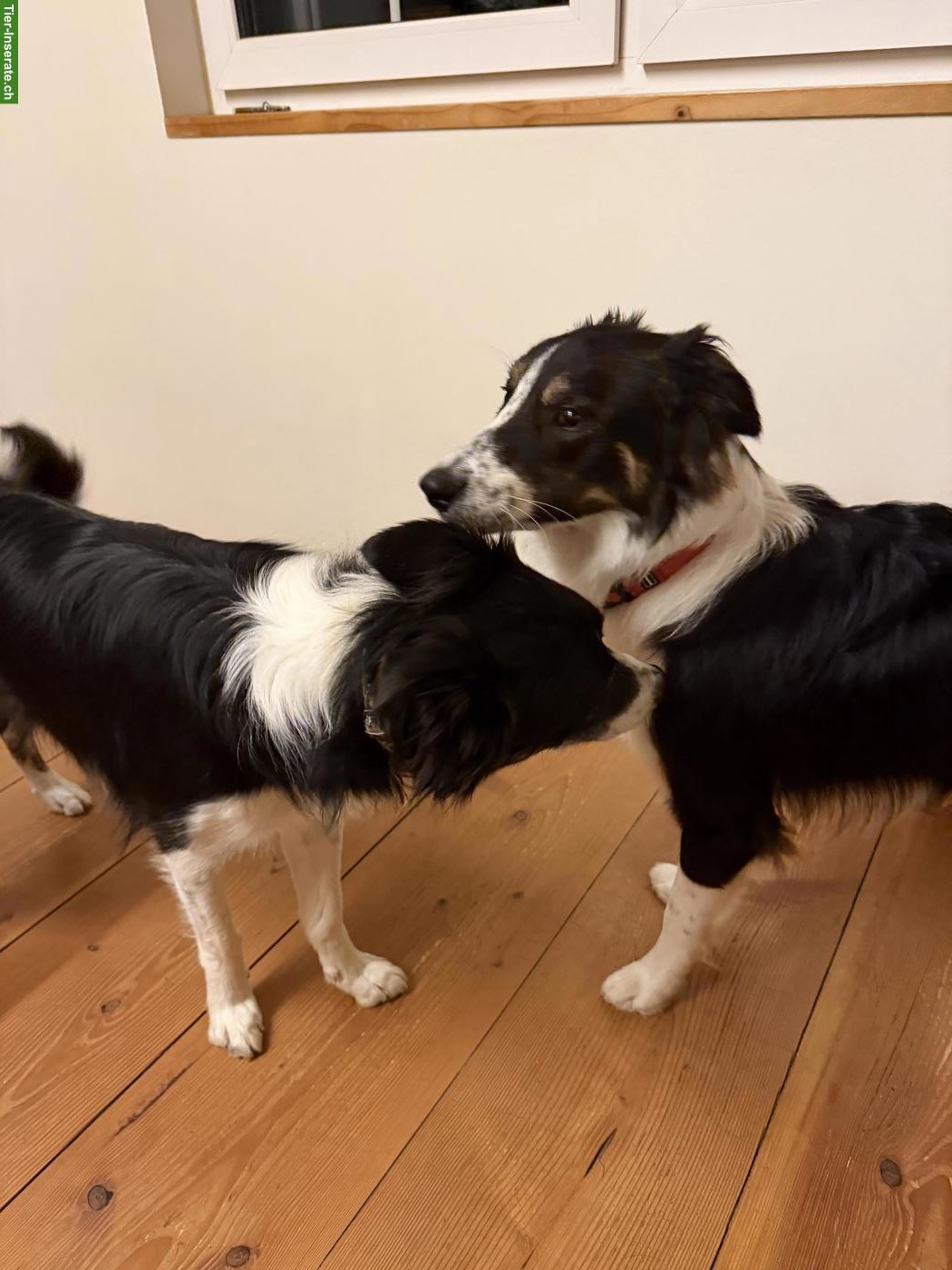 Bild 4: Edy, Border Collie Rüde, 9 Monate, sucht neues Zuhause