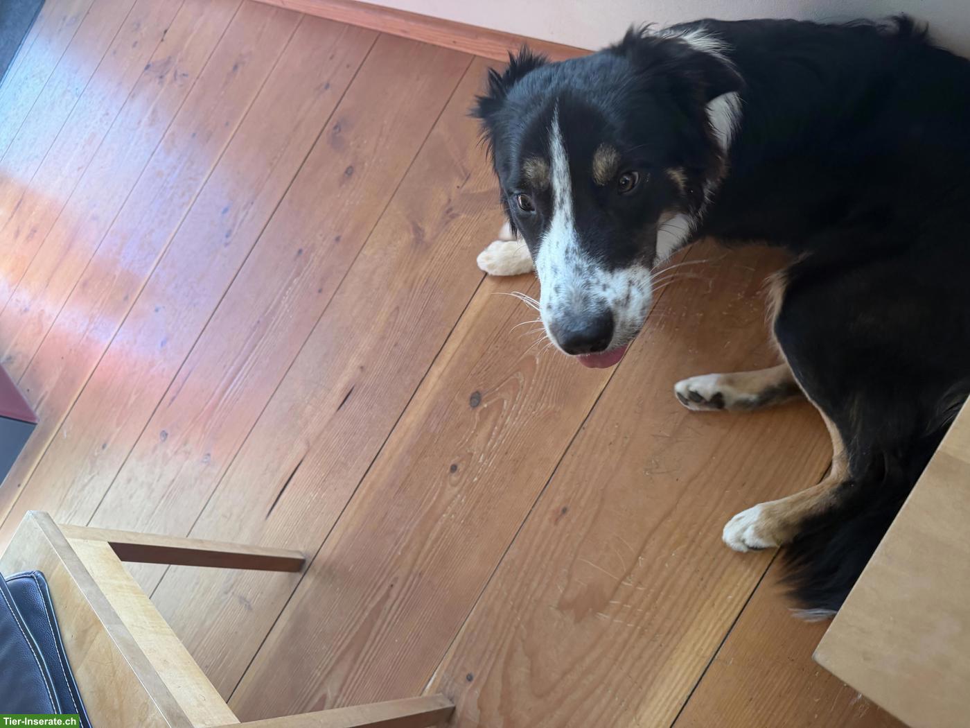 Bild 5: Edy, Border Collie Rüde, 9 Monate, sucht neues Zuhause