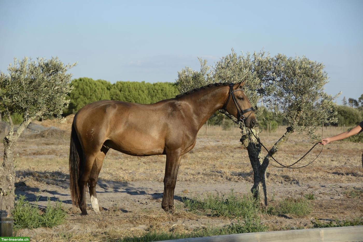 Bild 2: 5-jähriger Lusitano Falben Wallach