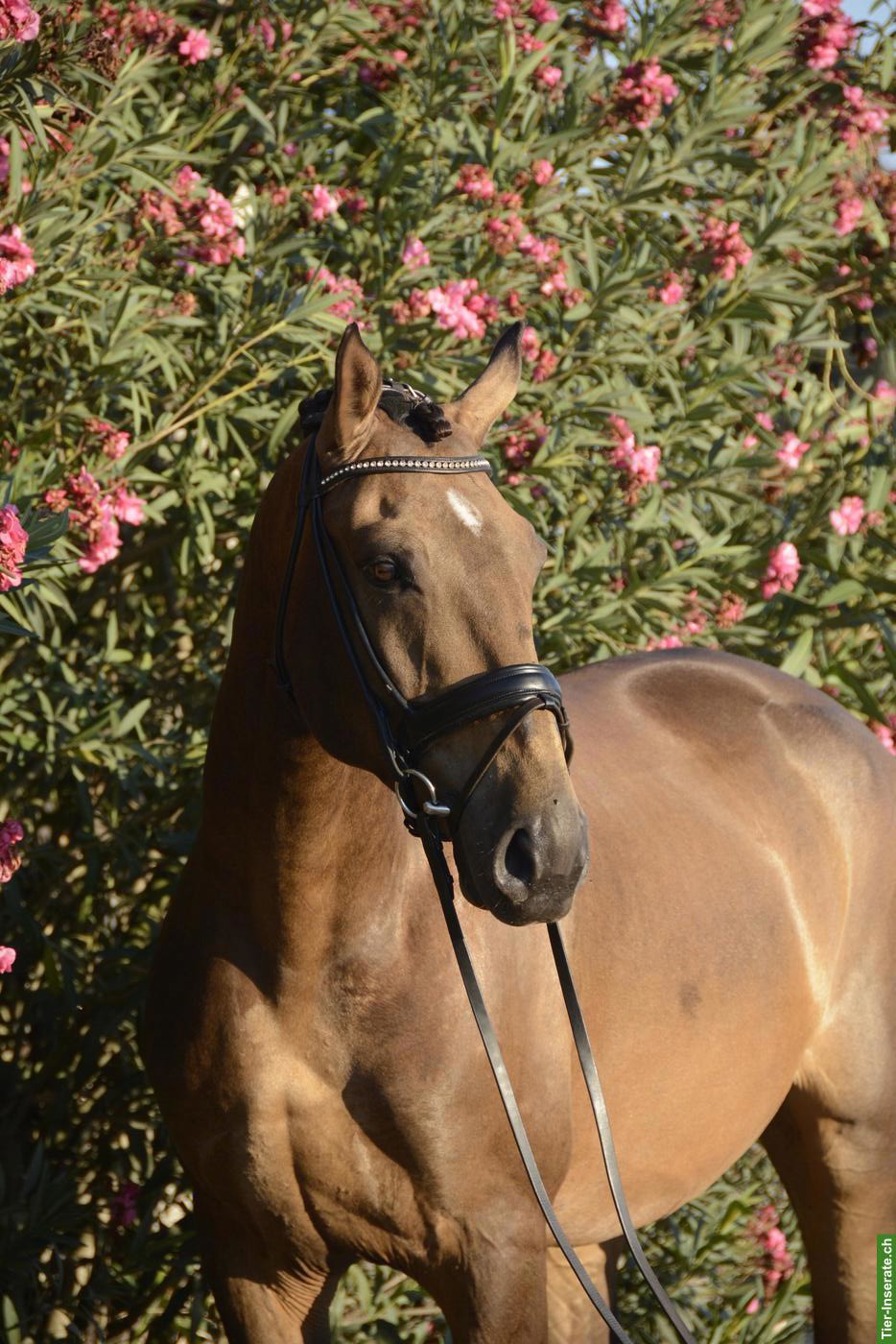 Bild 3: 5-jähriger Lusitano Falben Wallach