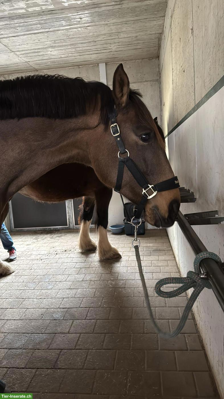 Bild 4: 5-jähriger Lusitano Falben Wallach