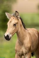 PRE Hengstfohlen Falbe/Buckskin