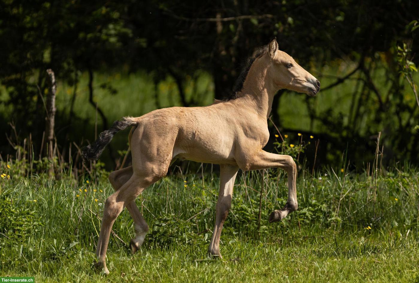 Bild 2: PRE Hengstfohlen Falbe/Buckskin