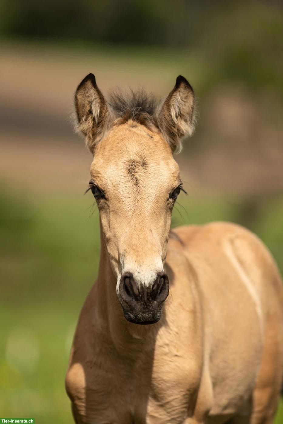 Bild 3: PRE Hengstfohlen Falbe/Buckskin