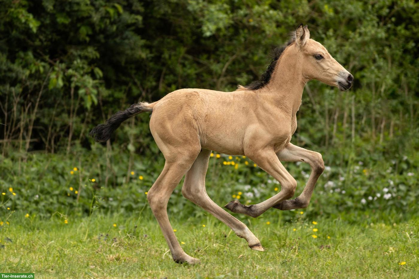 Bild 4: PRE Hengstfohlen Falbe/Buckskin