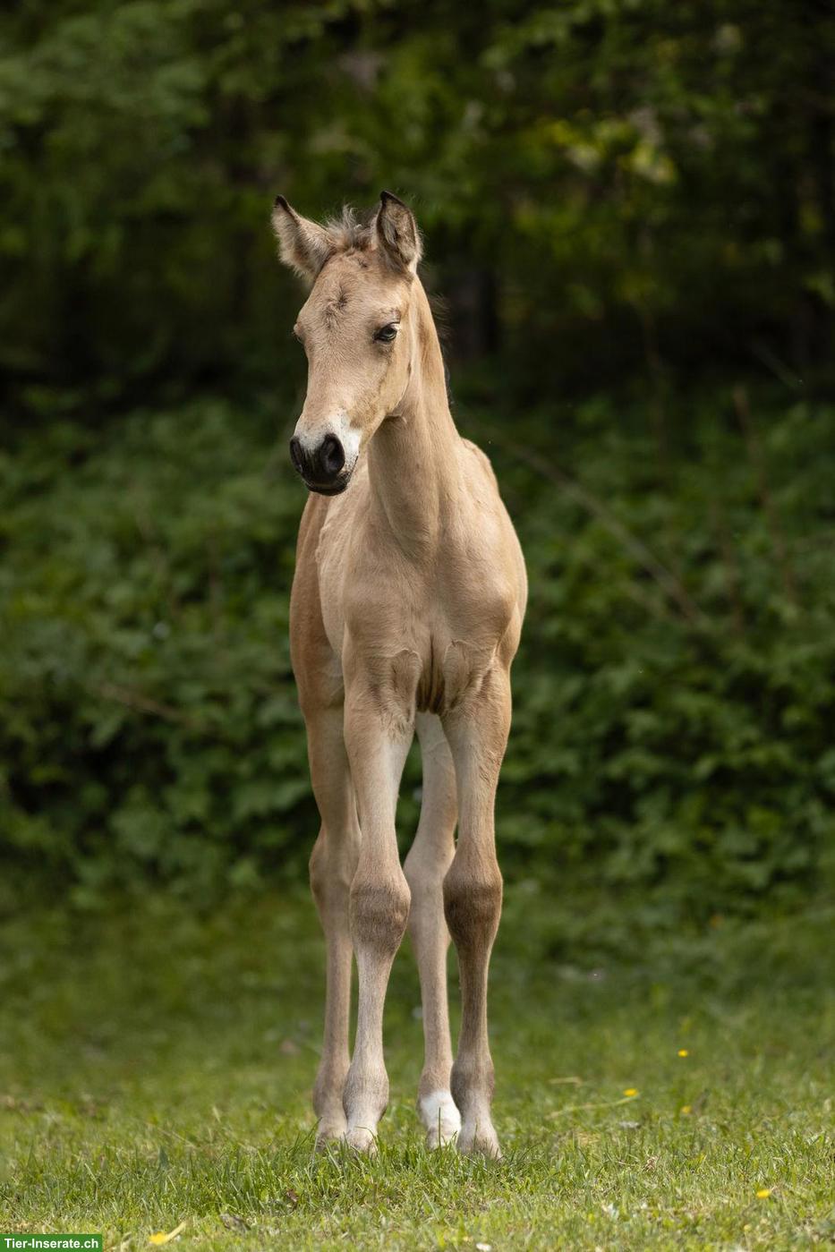 Bild 5: PRE Hengstfohlen Falbe/Buckskin