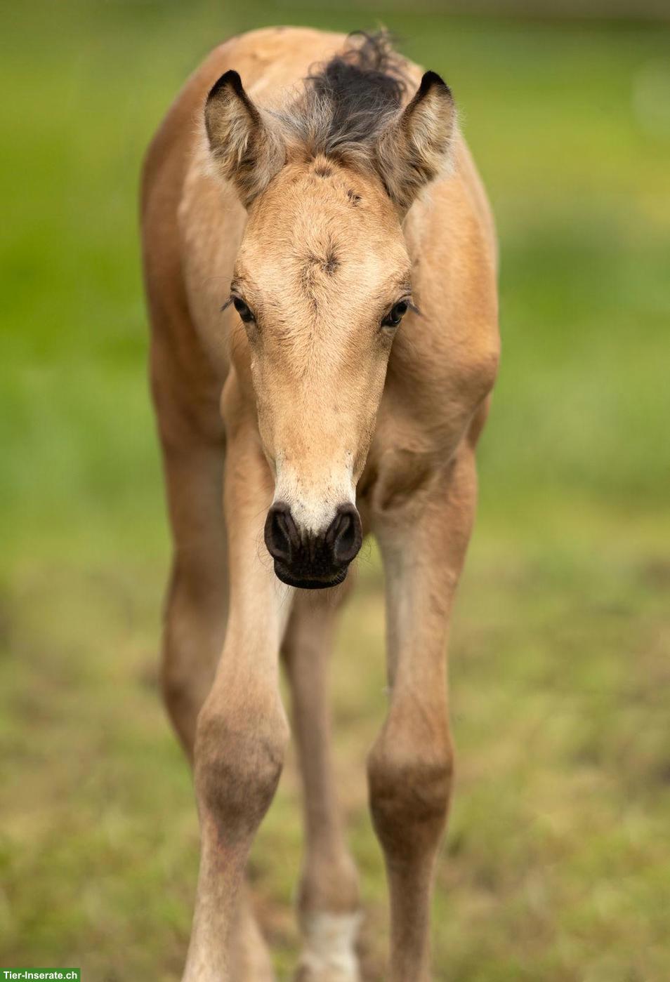Bild 6: PRE Hengstfohlen Falbe/Buckskin