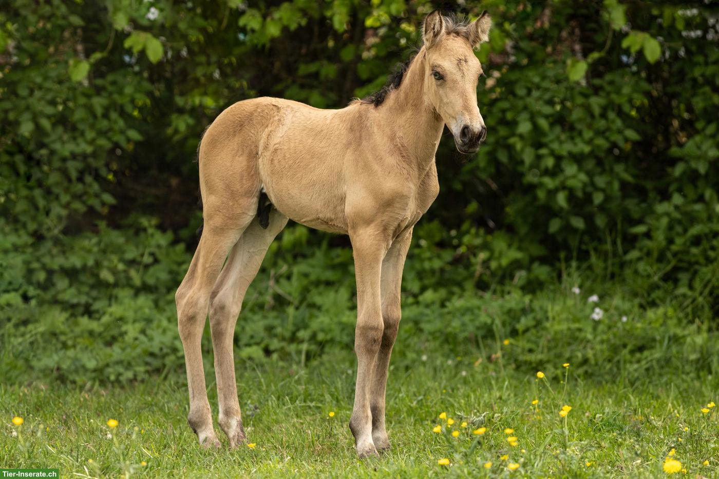 Bild 7: PRE Hengstfohlen Falbe/Buckskin