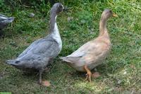 Junges Entenpärchen an Platz mit Teich abzugeben