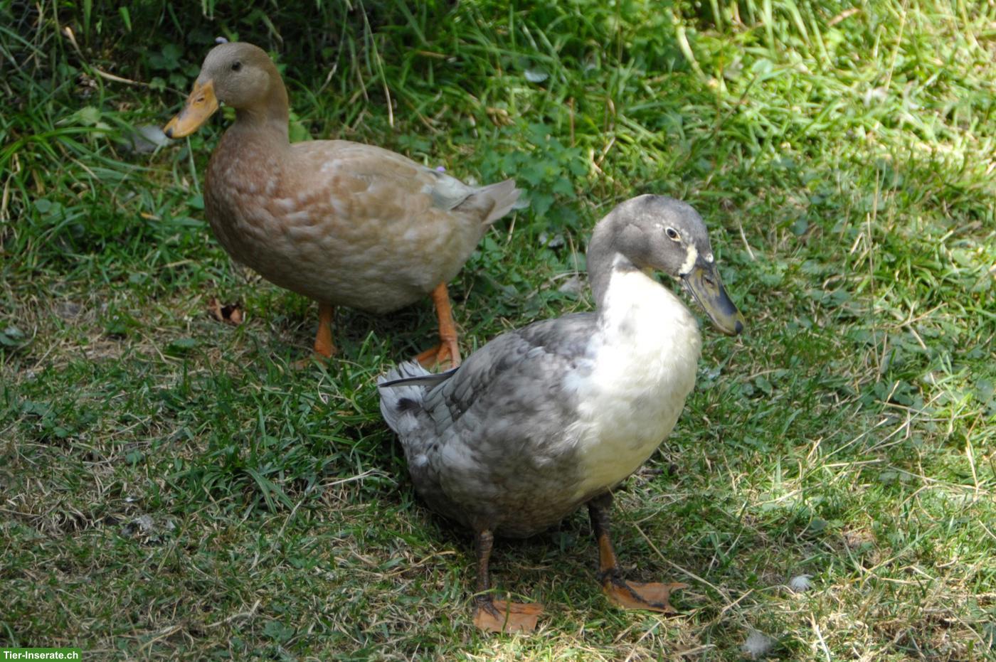 Bild 2: Junges Entenpärchen an Platz mit Teich abzugeben