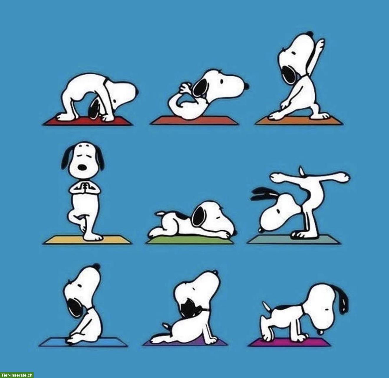Hundephysio-Raum im ZH-Oberland inkl. Einrichtung