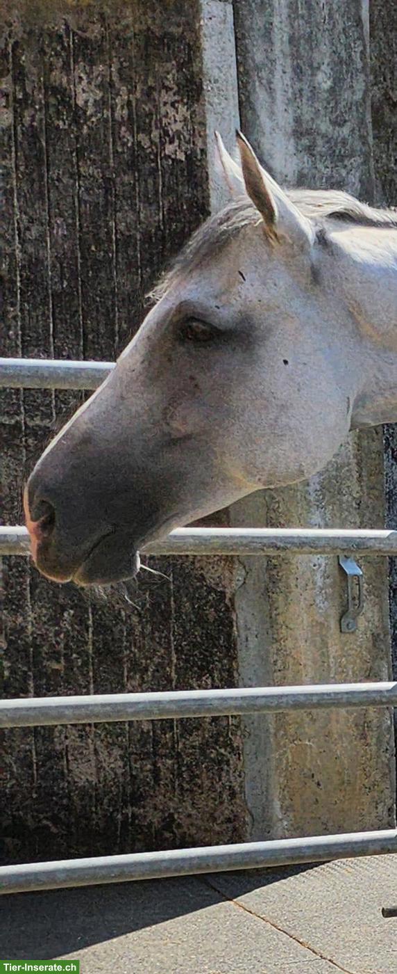 Bild 2: Schöner Schimmel zu verkaufen als Gesellschafter/Beistellpferd