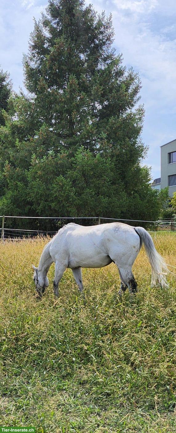 Bild 3: Schöner Schimmel zu verkaufen als Gesellschafter/Beistellpferd
