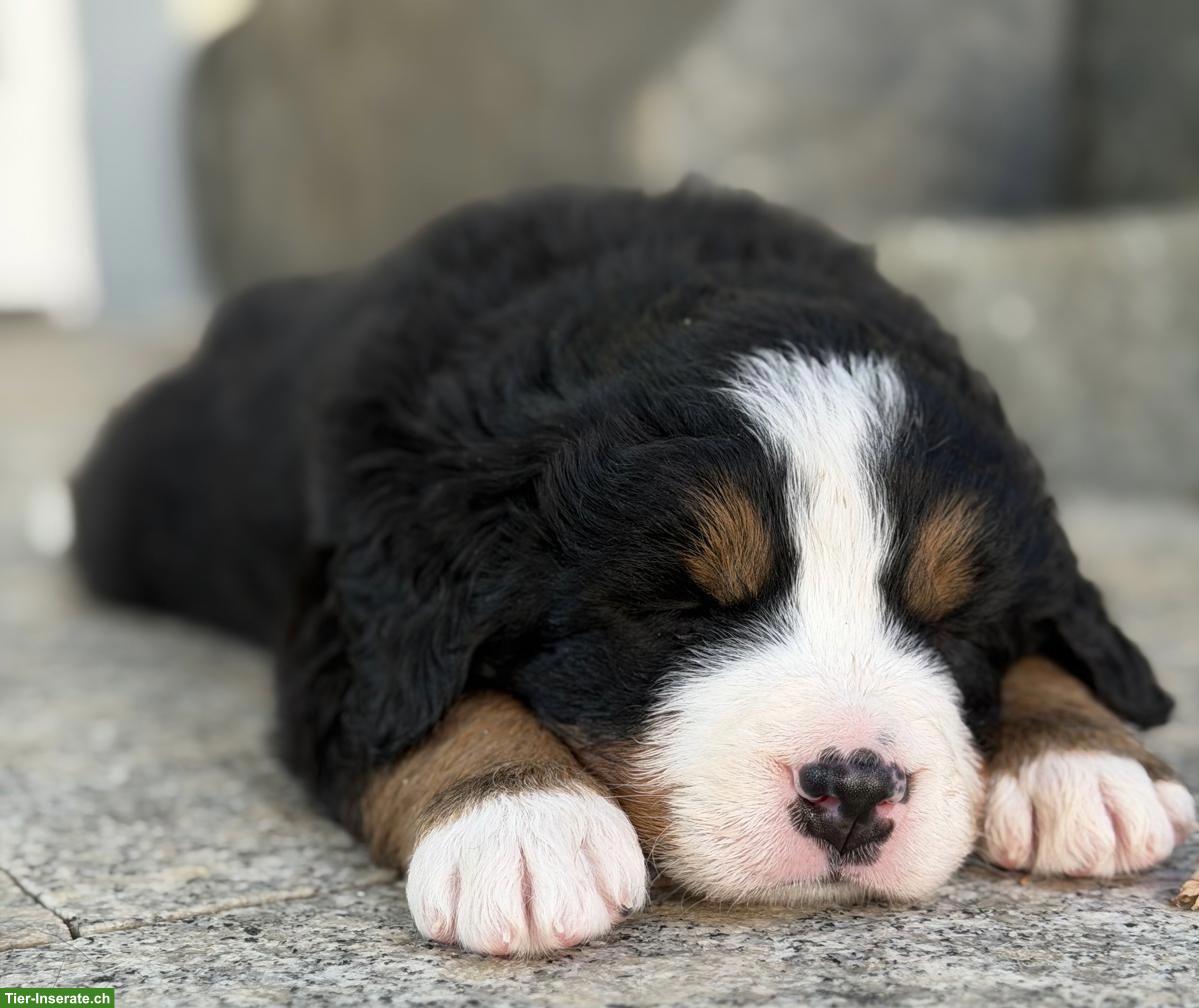 Reinrassige Berner Sennenhund Welpen