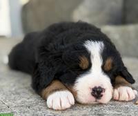 Reinrassige Berner Sennenhund Welpen