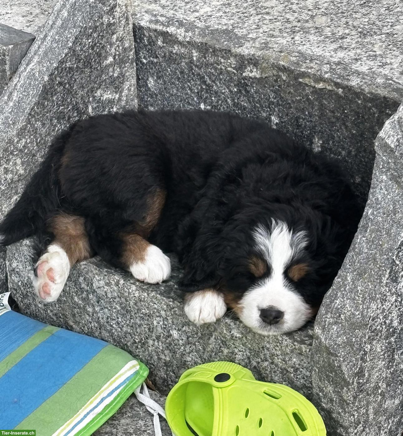 Bild 2: Reinrassige Berner Sennenhund Welpen