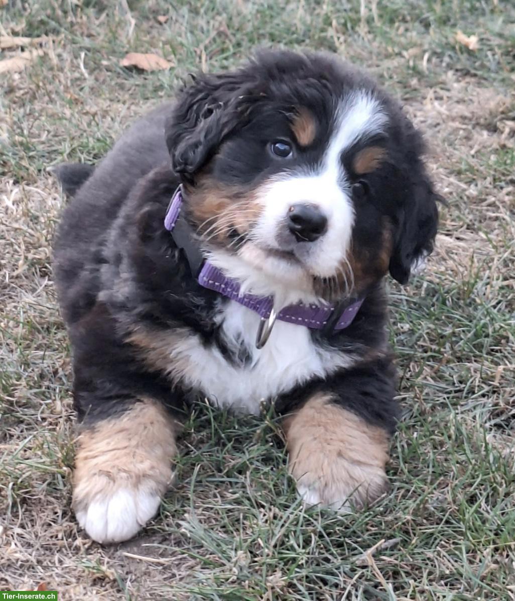 Bild 3: Reinrassige Berner Sennenhund Welpen