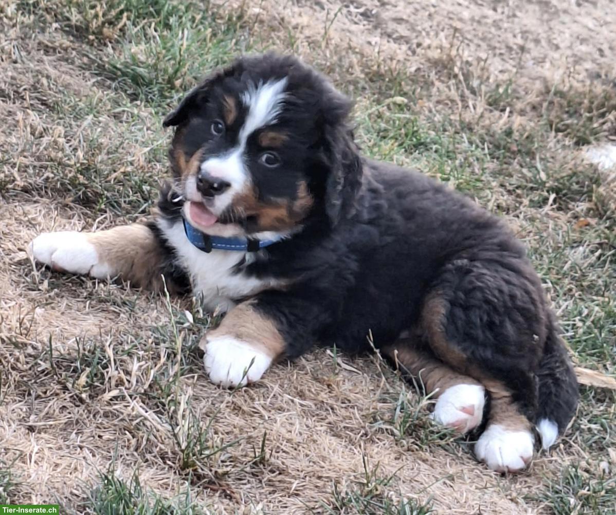 Bild 4: Reinrassige Berner Sennenhund Welpen