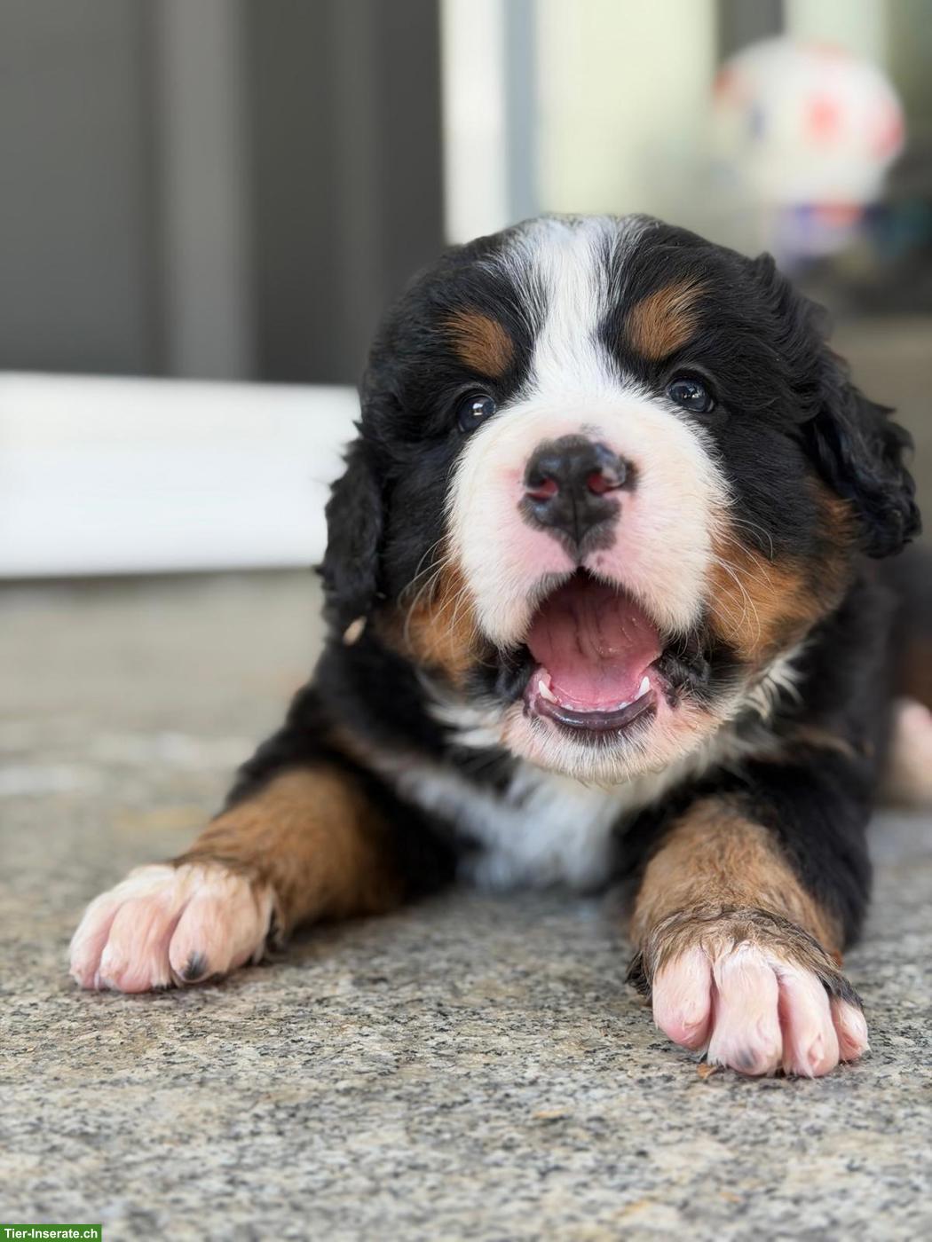 Bild 5: Reinrassige Berner Sennenhund Welpen