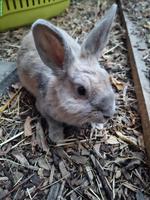 Löwenköpfchen Mix Kaninchen Kastrat abzugeben