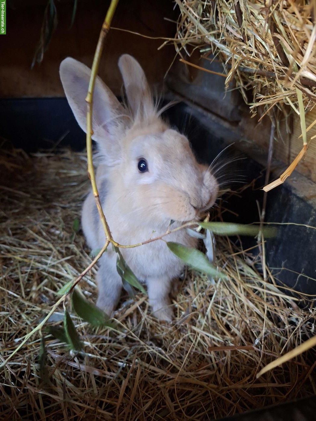 Bild 2: Löwenköpfchen Mix Kaninchen Kastrat abzugeben