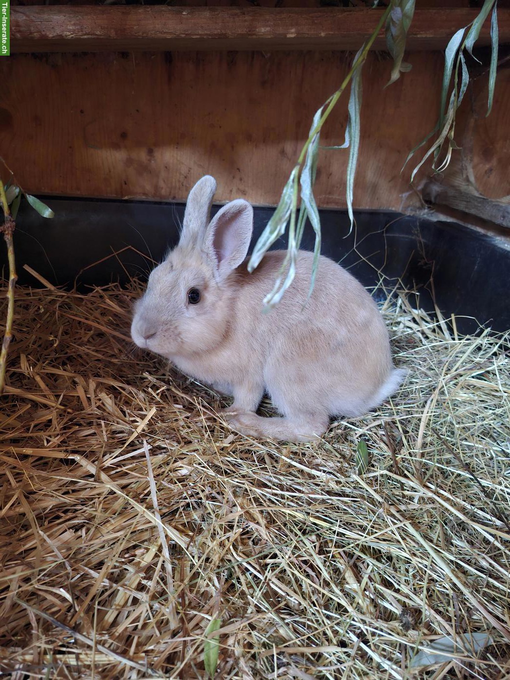 Bild 3: Löwenköpfchen Mix Kaninchen Kastrat abzugeben
