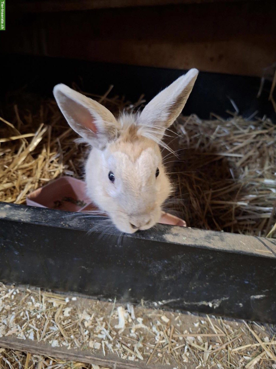 Bild 4: Löwenköpfchen Mix Kaninchen Kastrat abzugeben
