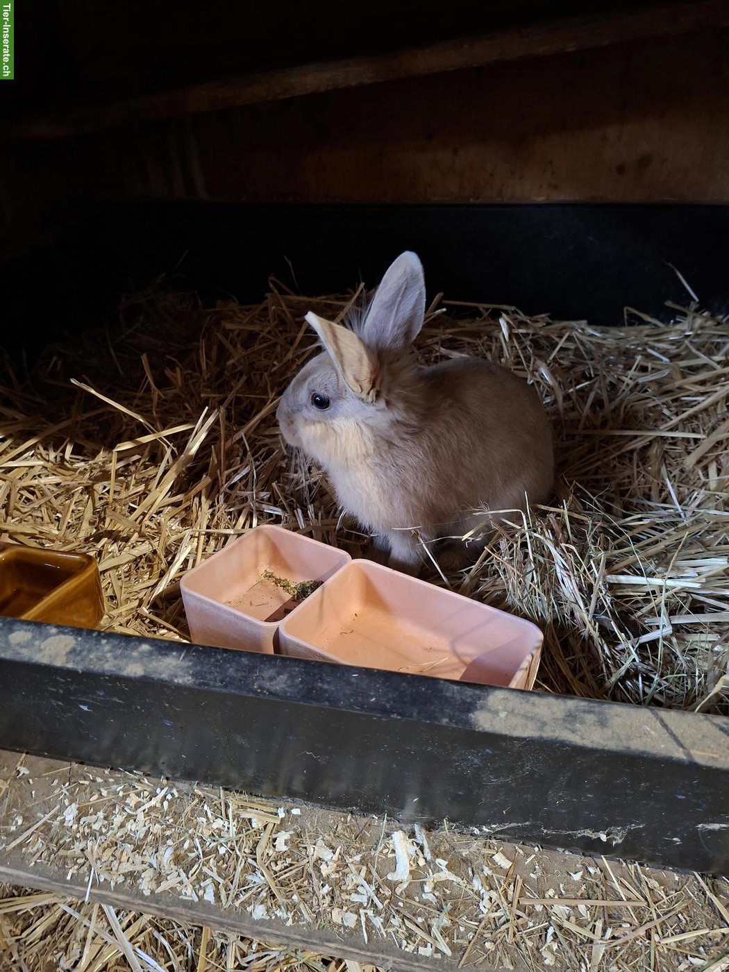 Bild 5: Löwenköpfchen Mix Kaninchen Kastrat abzugeben