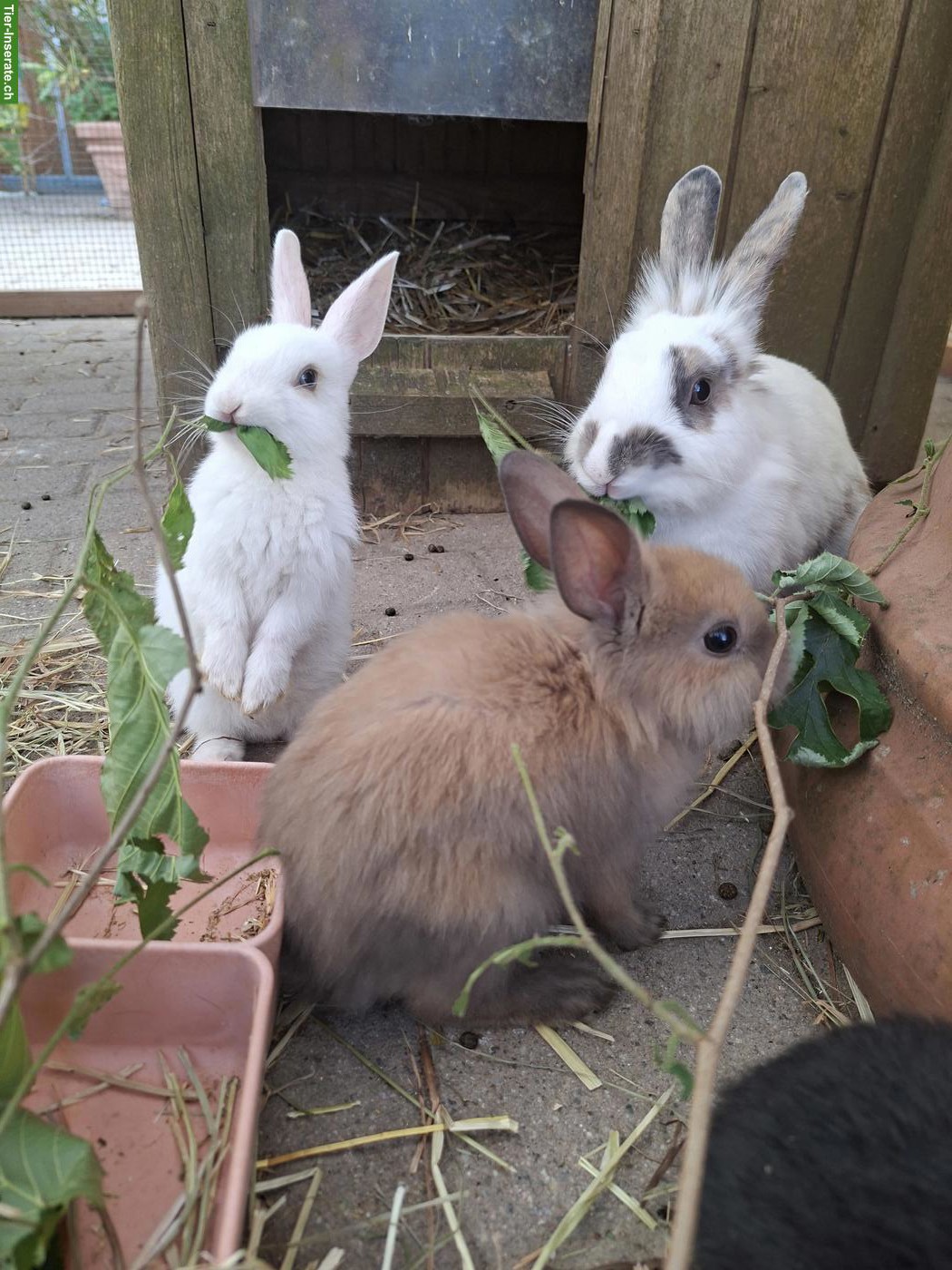 Löwenkopf Zwergkaninchen Mix, jung, zutraulich