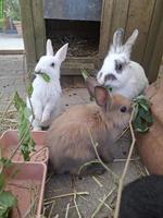 Löwenkopf Zwergkaninchen Mix, jung, zutraulich