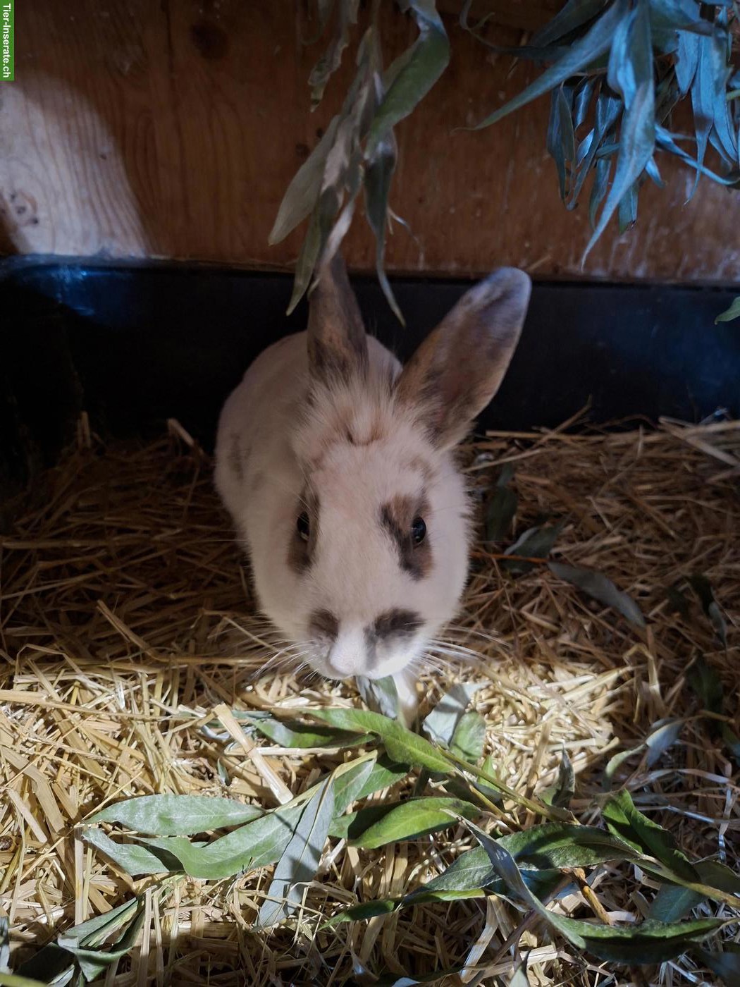 Bild 10: Löwenkopf Zwergkaninchen Mix, jung, zutraulich