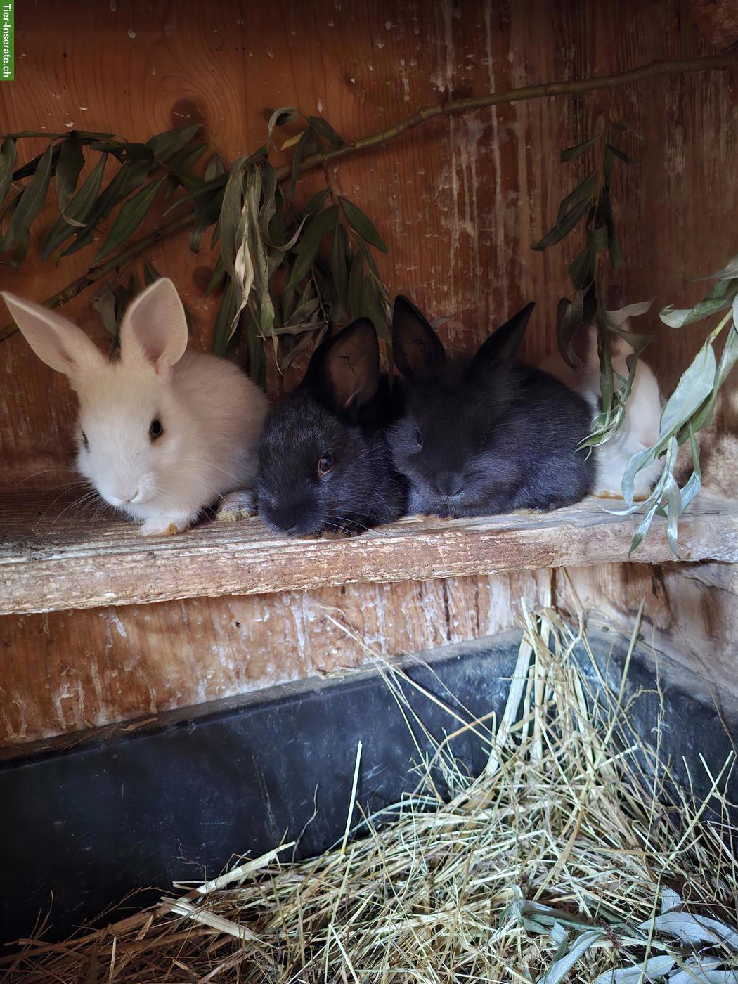Bild 2: Löwenkopf Zwergkaninchen Mix, jung, zutraulich