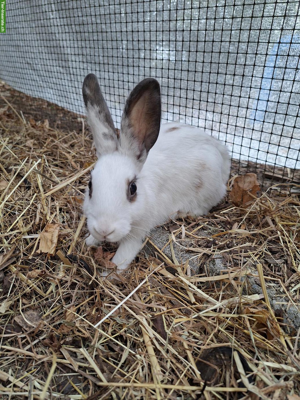 Bild 4: Löwenkopf Zwergkaninchen Mix, jung, zutraulich