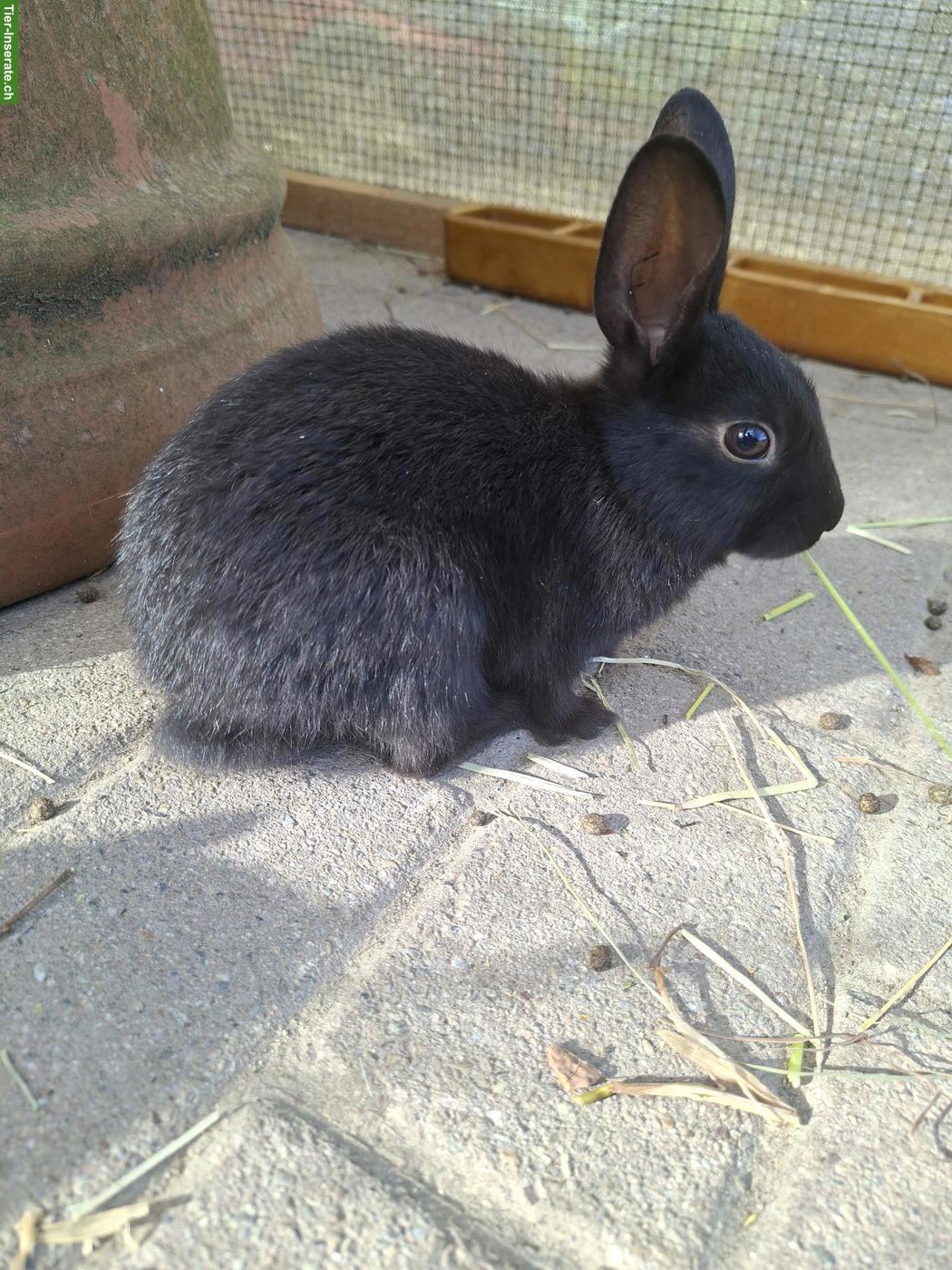 Bild 6: Löwenkopf Zwergkaninchen Mix, jung, zutraulich