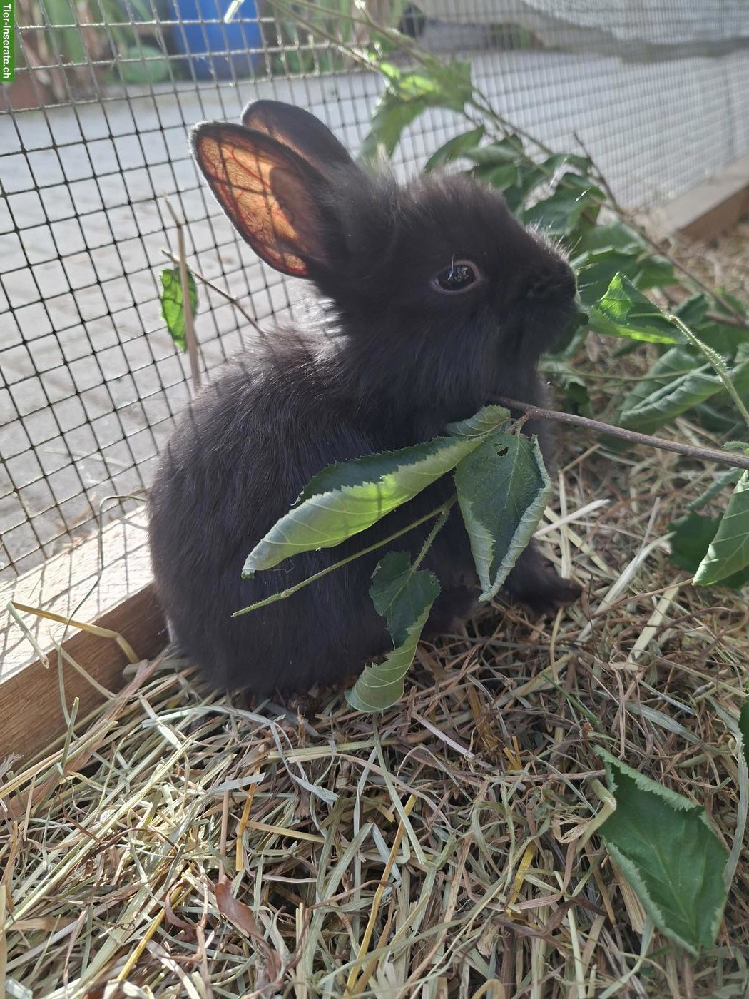 Bild 7: Löwenkopf Zwergkaninchen Mix, jung, zutraulich