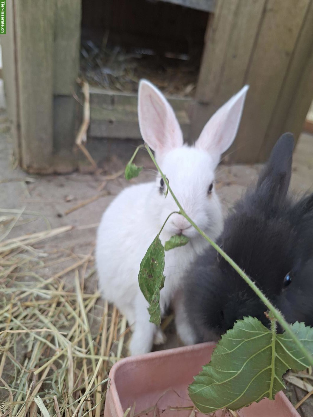Bild 8: Löwenkopf Zwergkaninchen Mix, jung, zutraulich