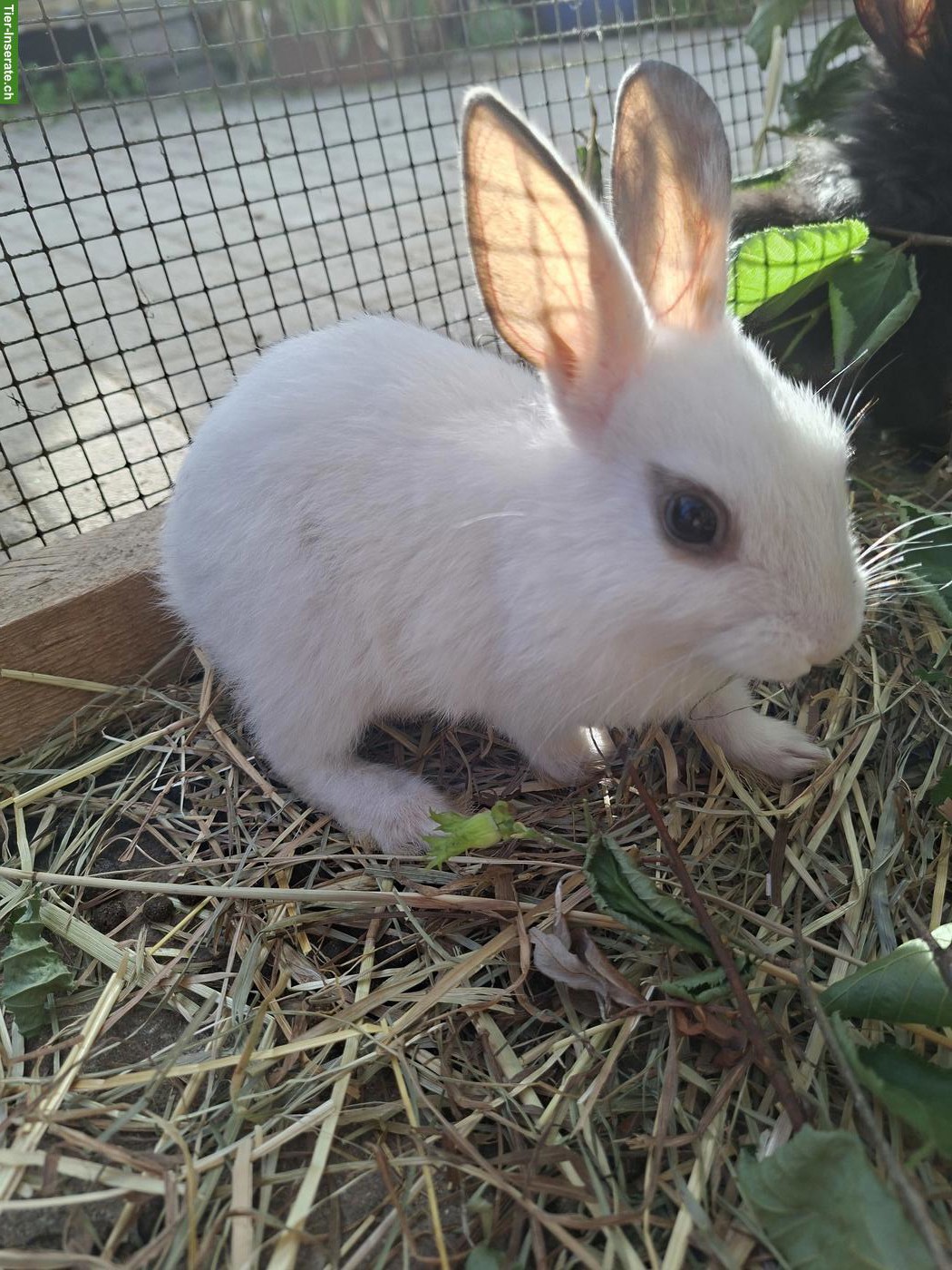 Bild 9: Löwenkopf Zwergkaninchen Mix, jung, zutraulich